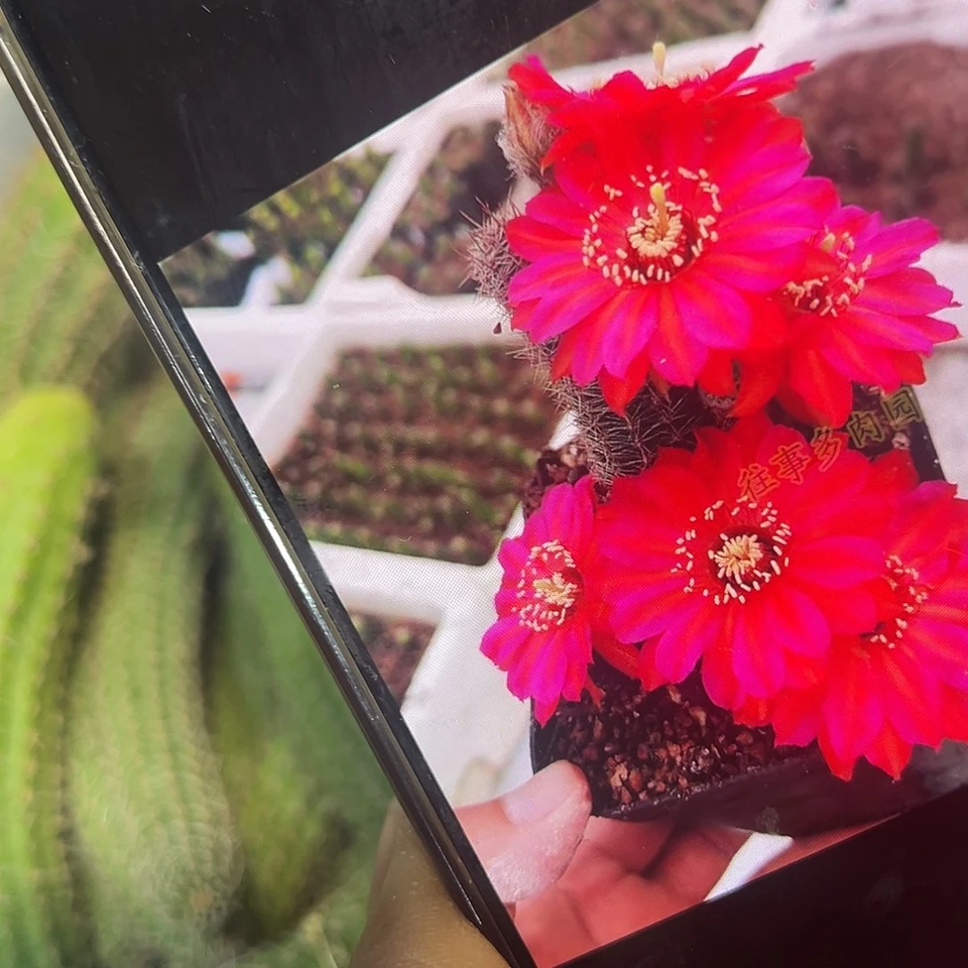 Rot白檀属仙人球往事