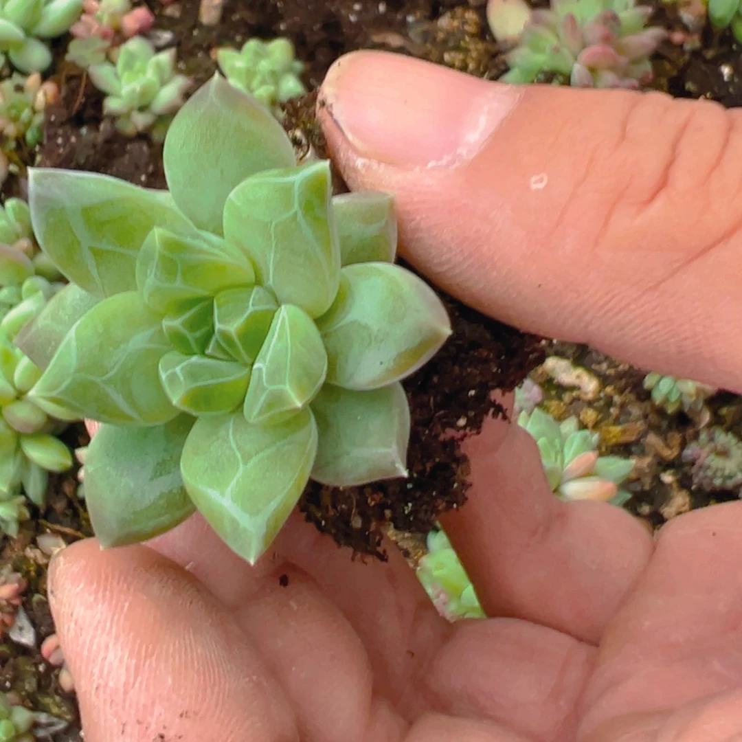 鱼*美人1111111111111