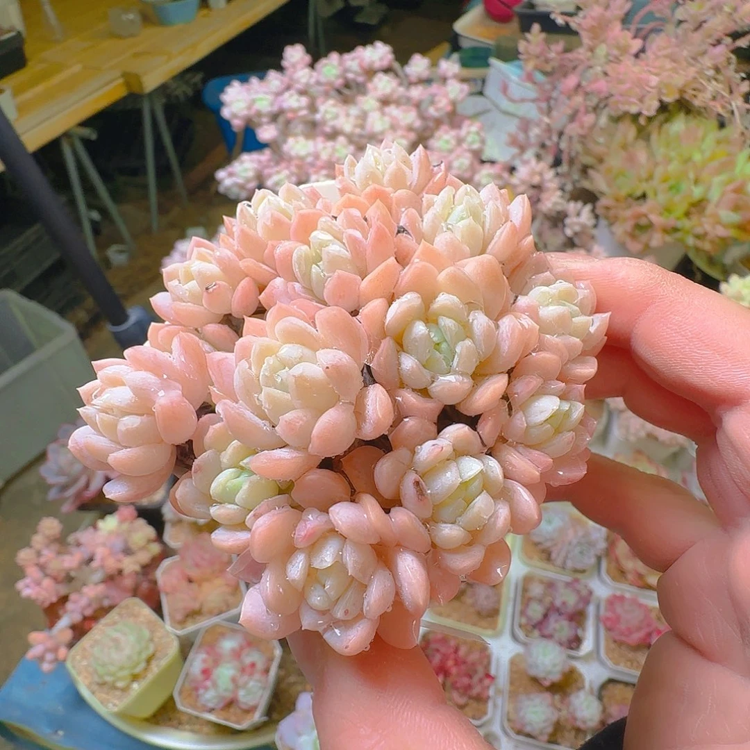 小厚叶，401，仙农出品多肉