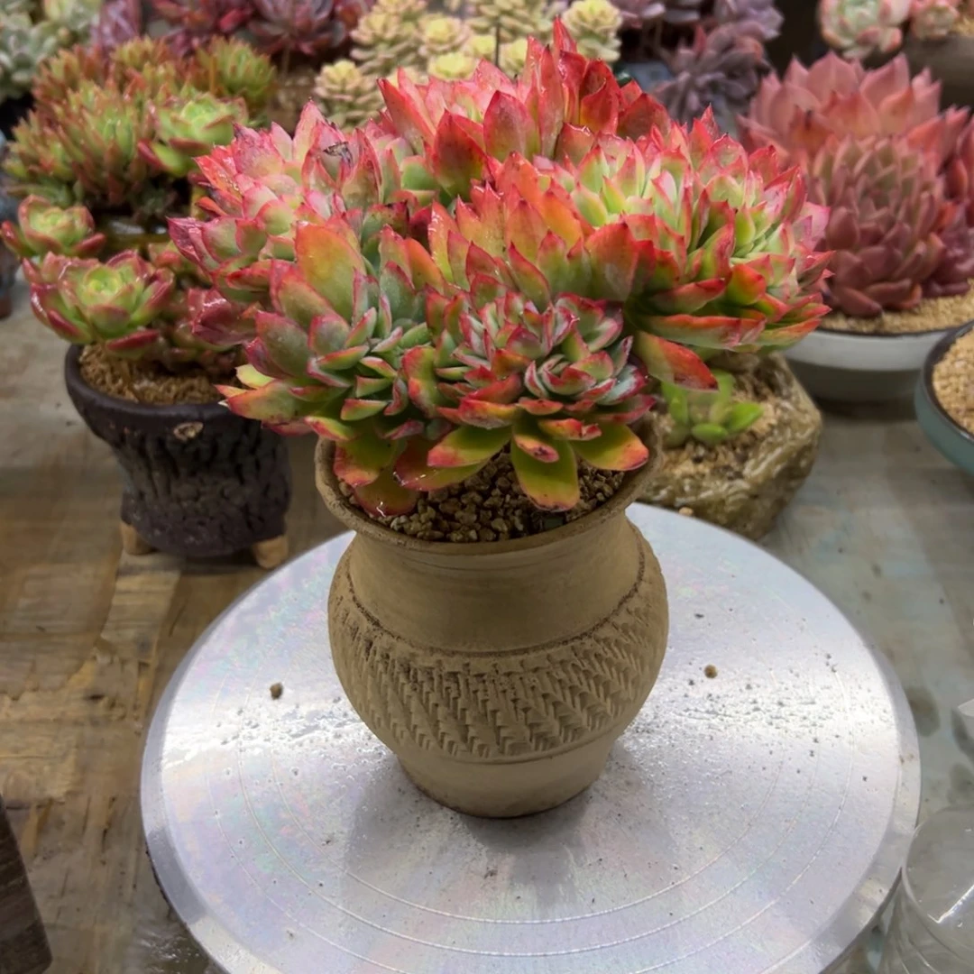 绮罗28 零零多肉植物