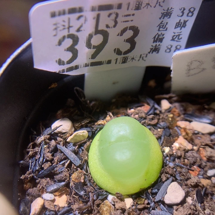 精品生石花213.393