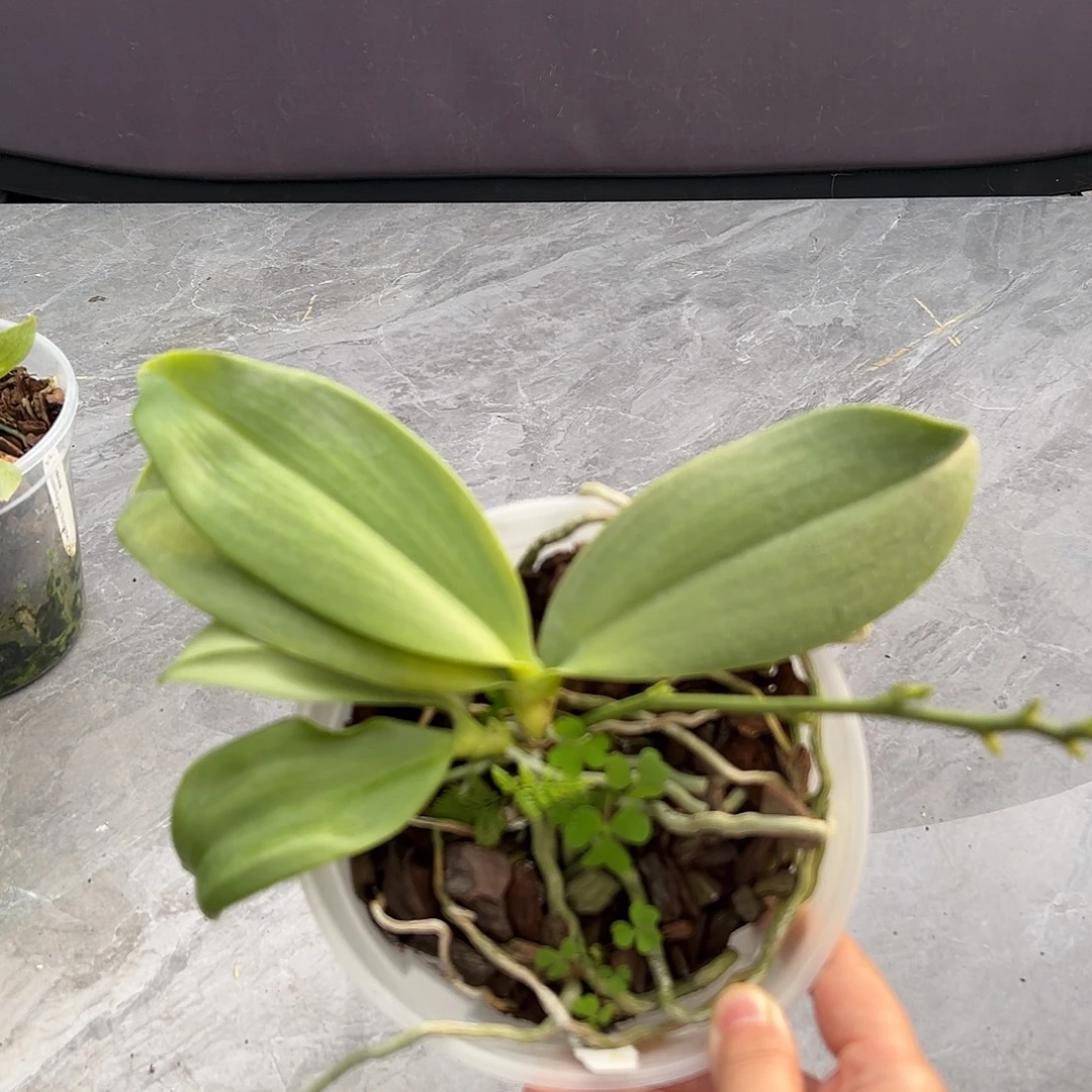 完全开放台湾美琪科宁交安汶少根