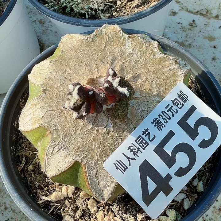 无花朵455日系大尤黑苗