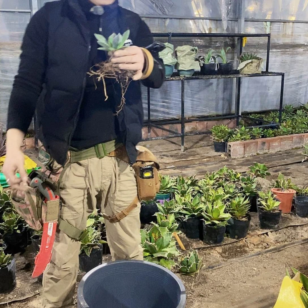 追****唐福克斯一颗9600