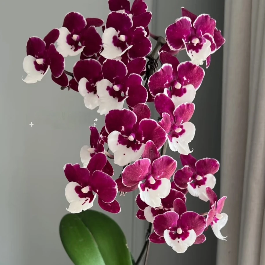 爆花【圣诞老人】杯开花株蝴蝶兰室内观赏花易活