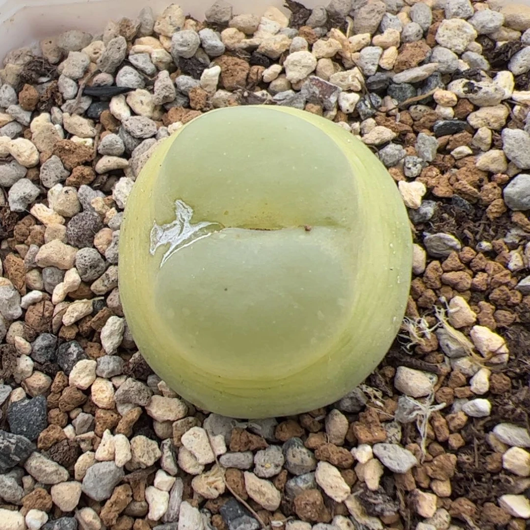 0235号EF534大王拉登 多肉植物