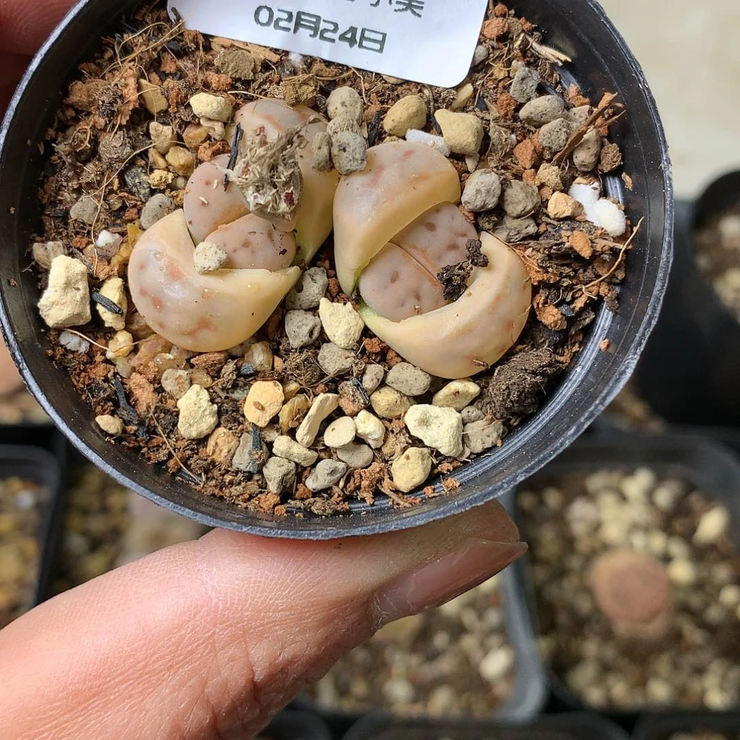 Y04多肉植物保护研究所