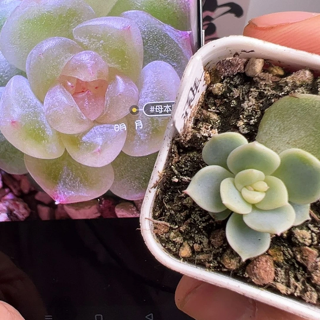 润玉一物一拍一个