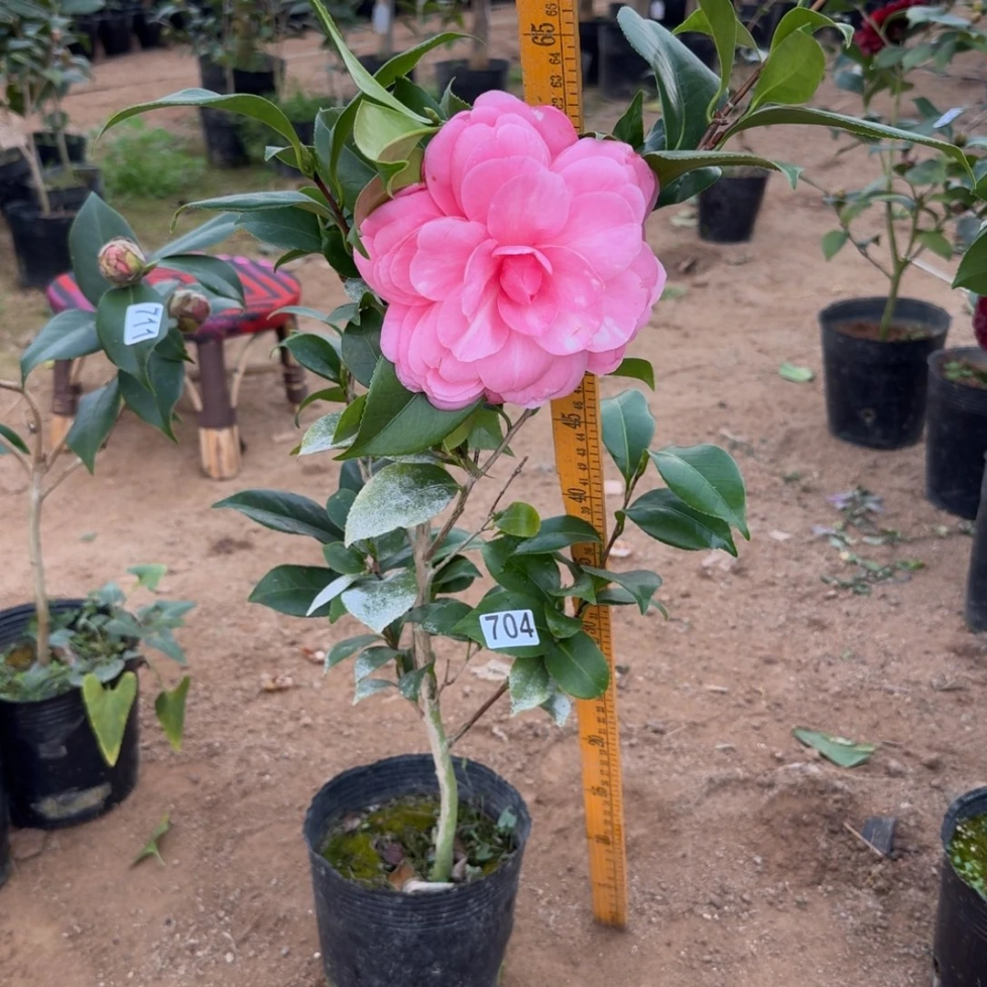 少量花朵（建议范围：2朵-5朵 或40%以下）704复红乔不带花苞