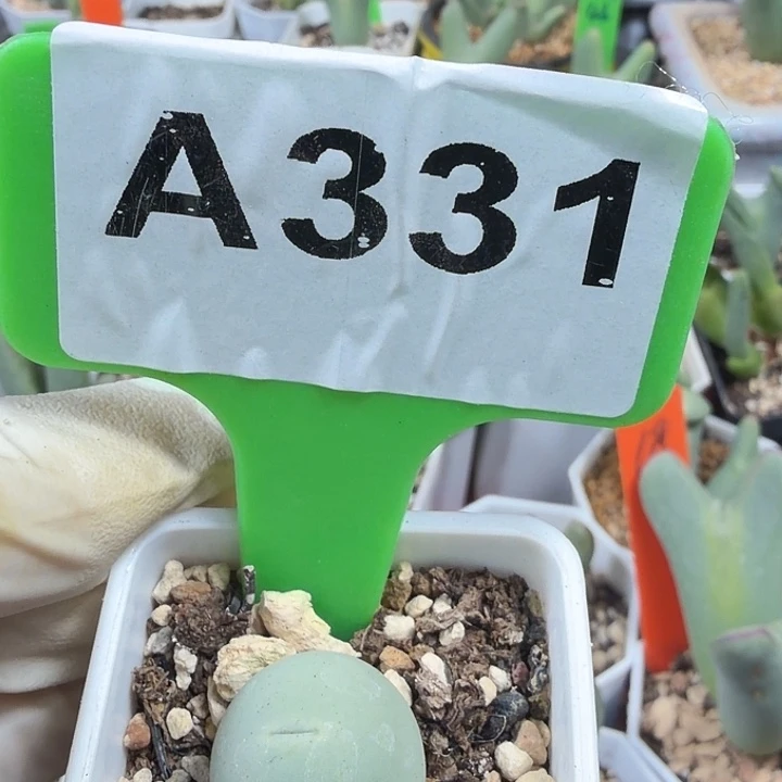 331nnnnnnnnnnnnnnnnnnnn