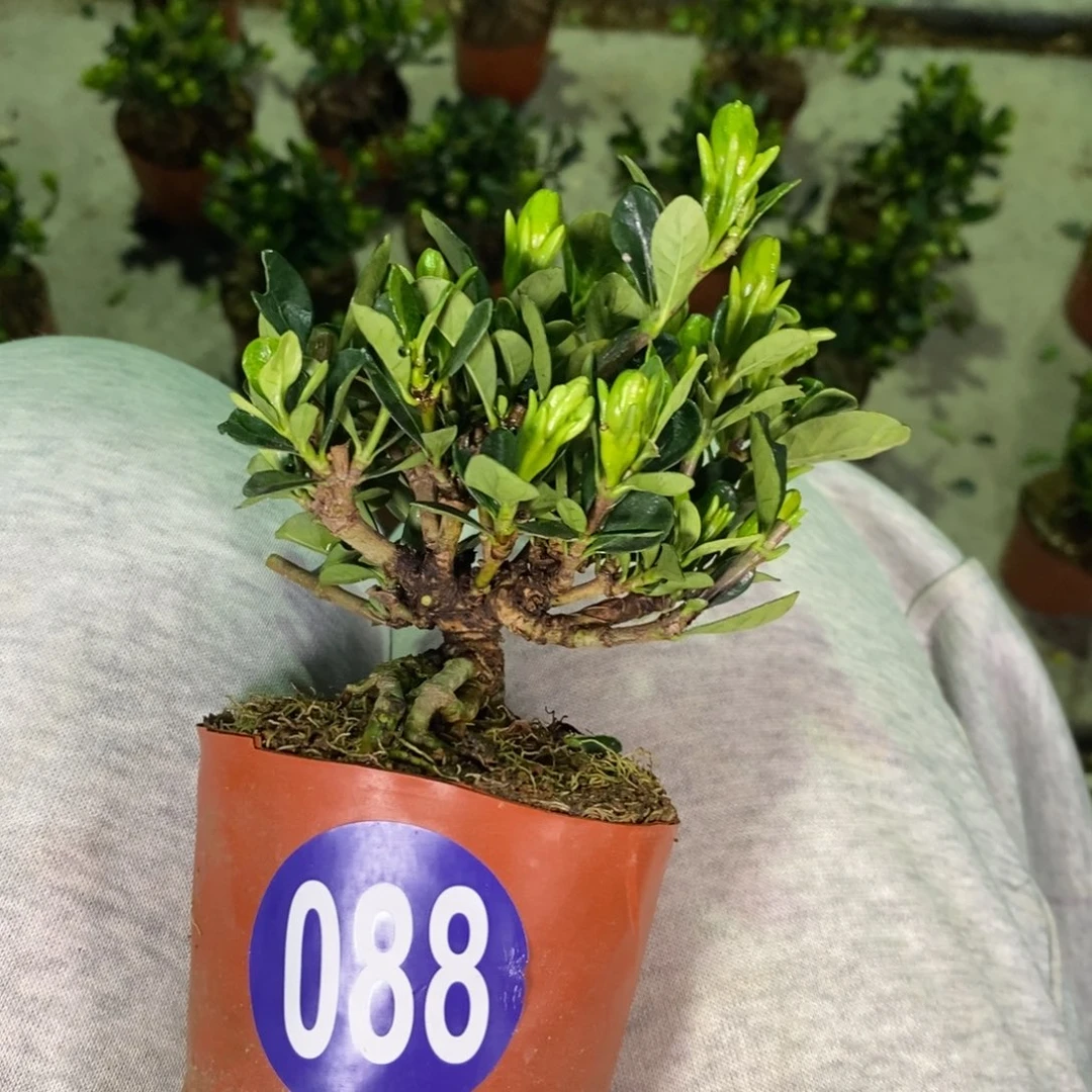 此***逝红红火火恍恍惚惚088