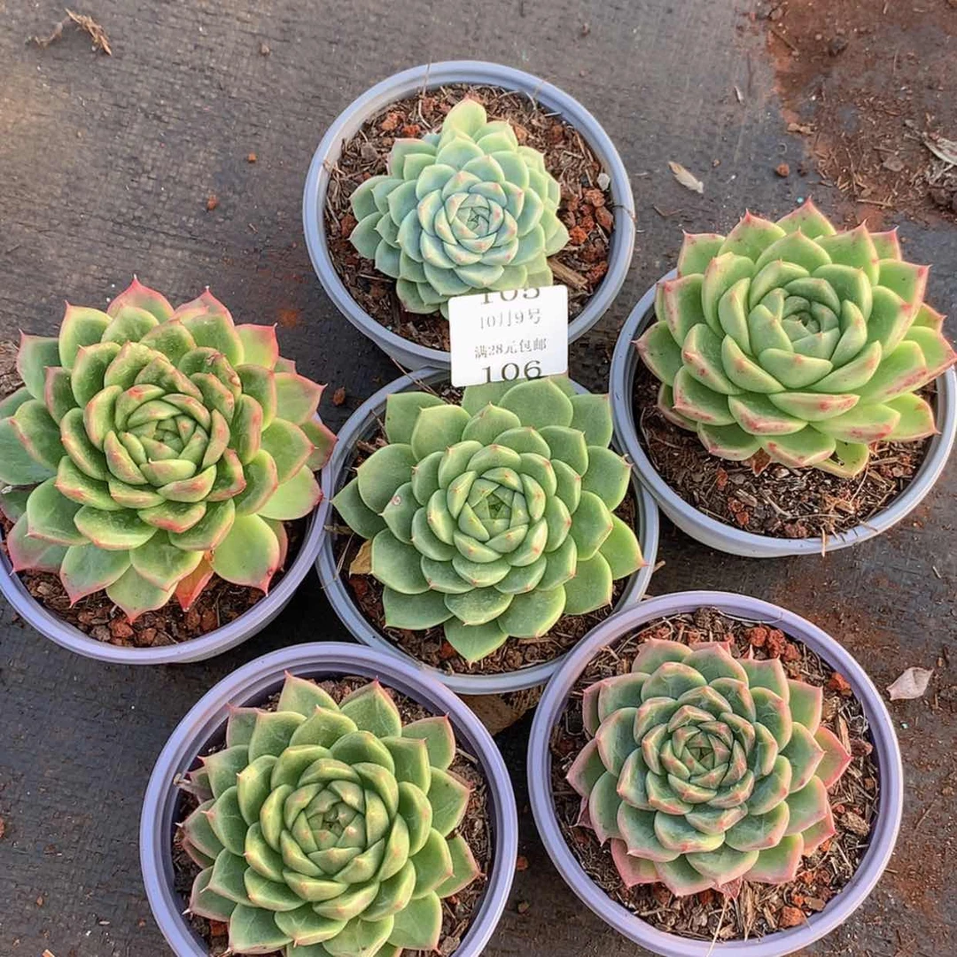 【闪购商品】云106号