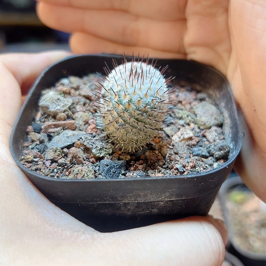 实生直刺佩蕾2公分含刺