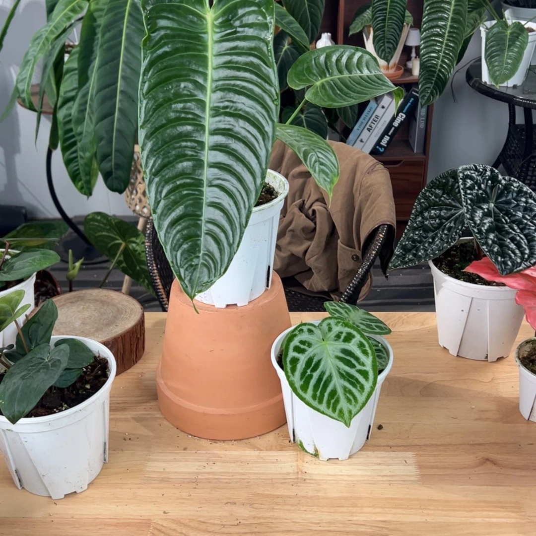 完全开放极密火鹤王➕印尼铜锣烧