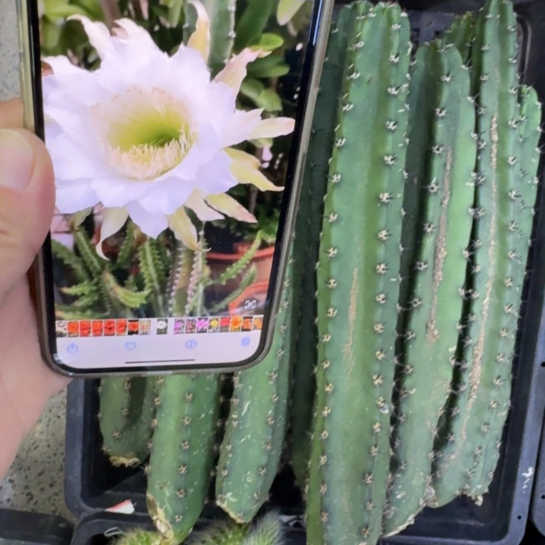 黑刺秀普无根侧牙25公分左右斑，20包邮