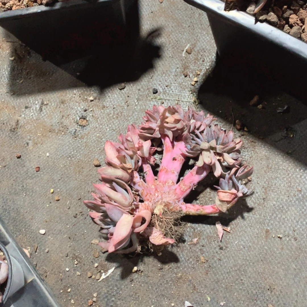 多肉植物多肉植物