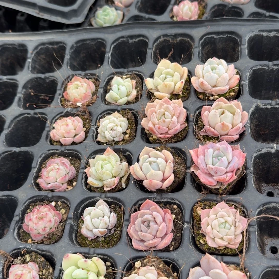 雪兔梦露，吧啦糖梦露及月影晚霞共二十颗量拍5-18左四