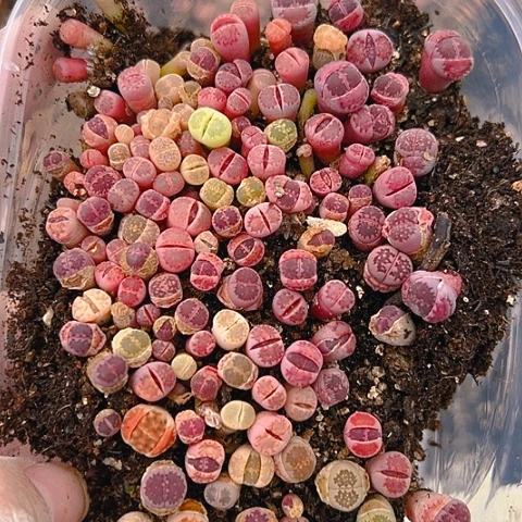 【闪购商品】24791