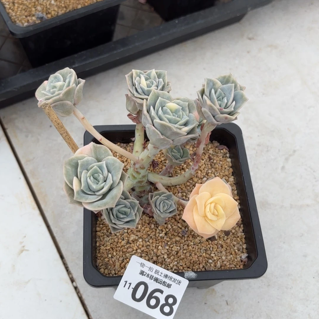 可爱玫瑰锦多肉多肉多肉