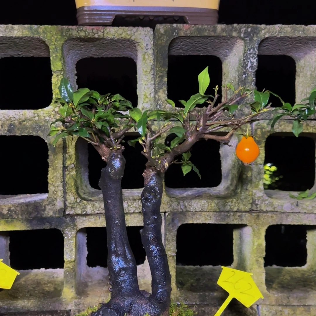 完全开放金弹子盆景一物一景