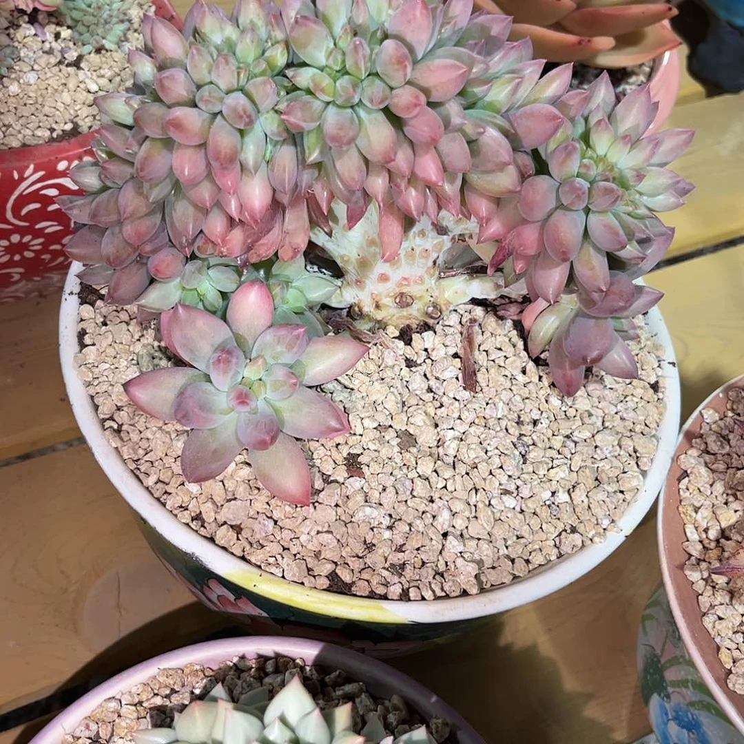寄养链接的，我们这里