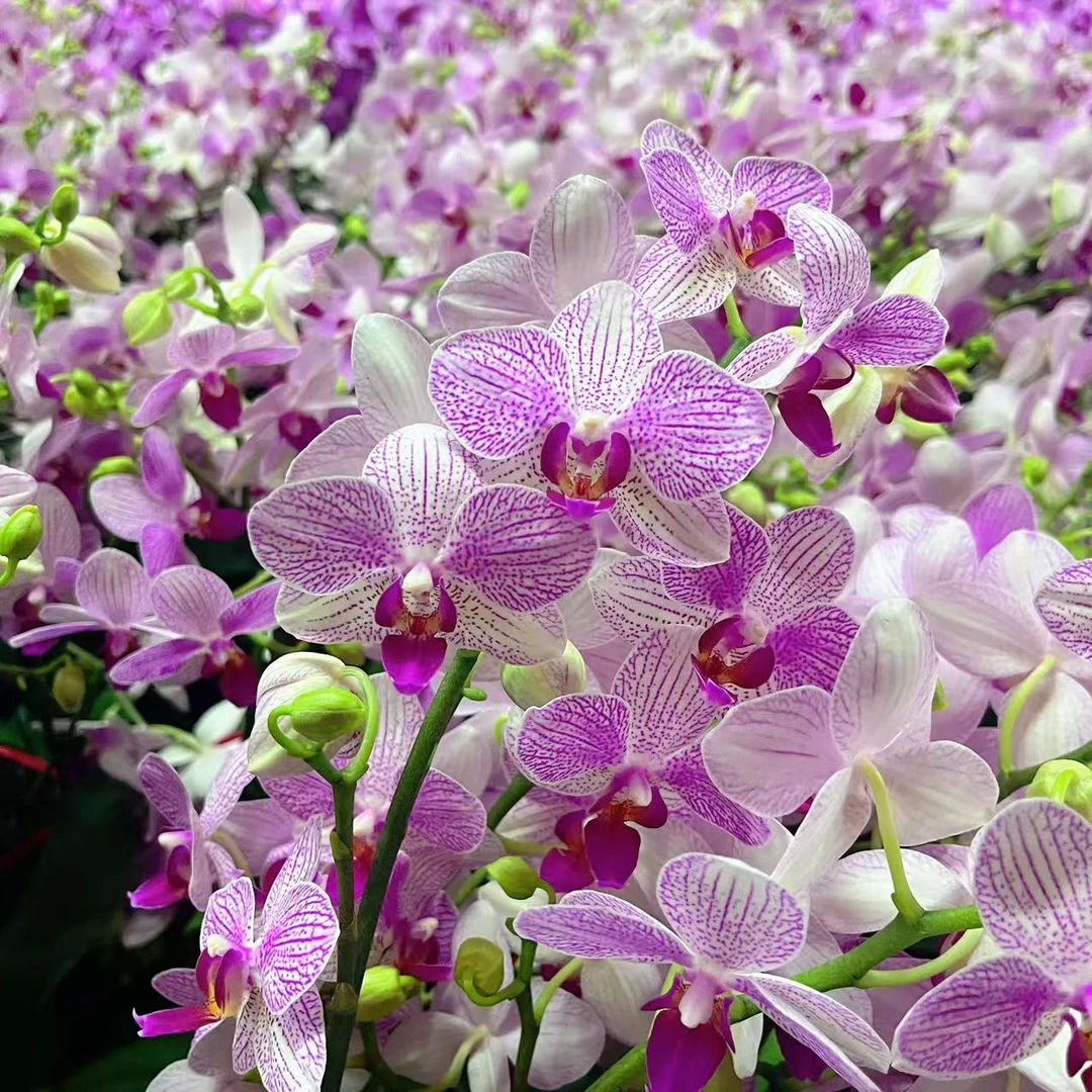 【清风】单花剑 花卉绿植 广州基地直发