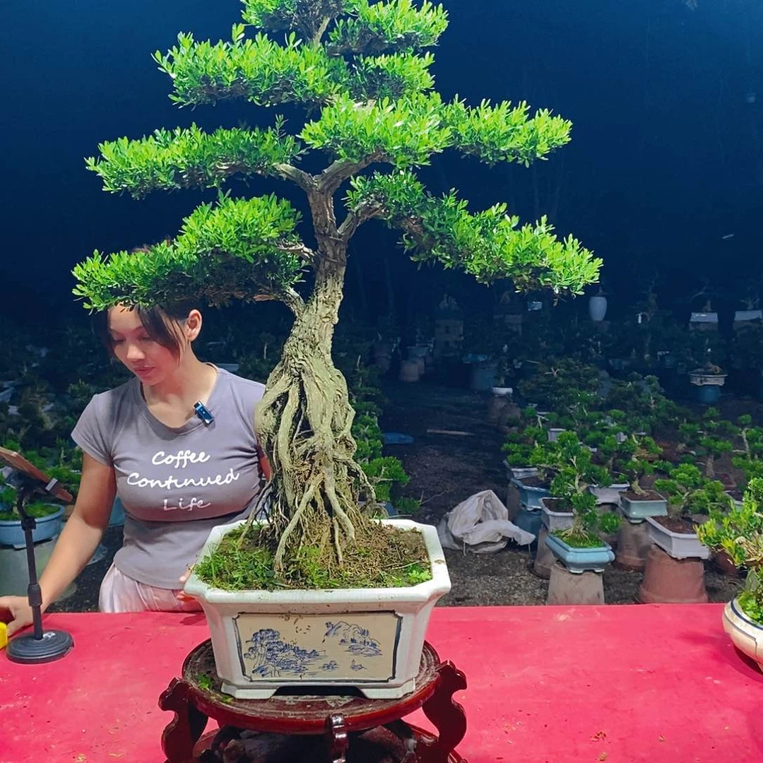 梁***帅无花朵广东雀舌黄杨盆景