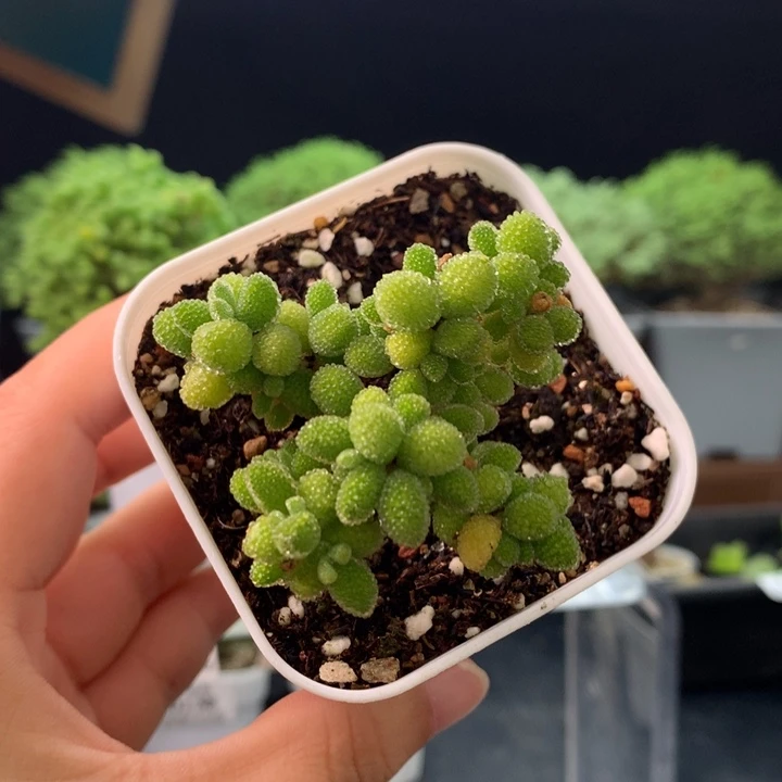 0142。冰晶。 蝴蝶造型