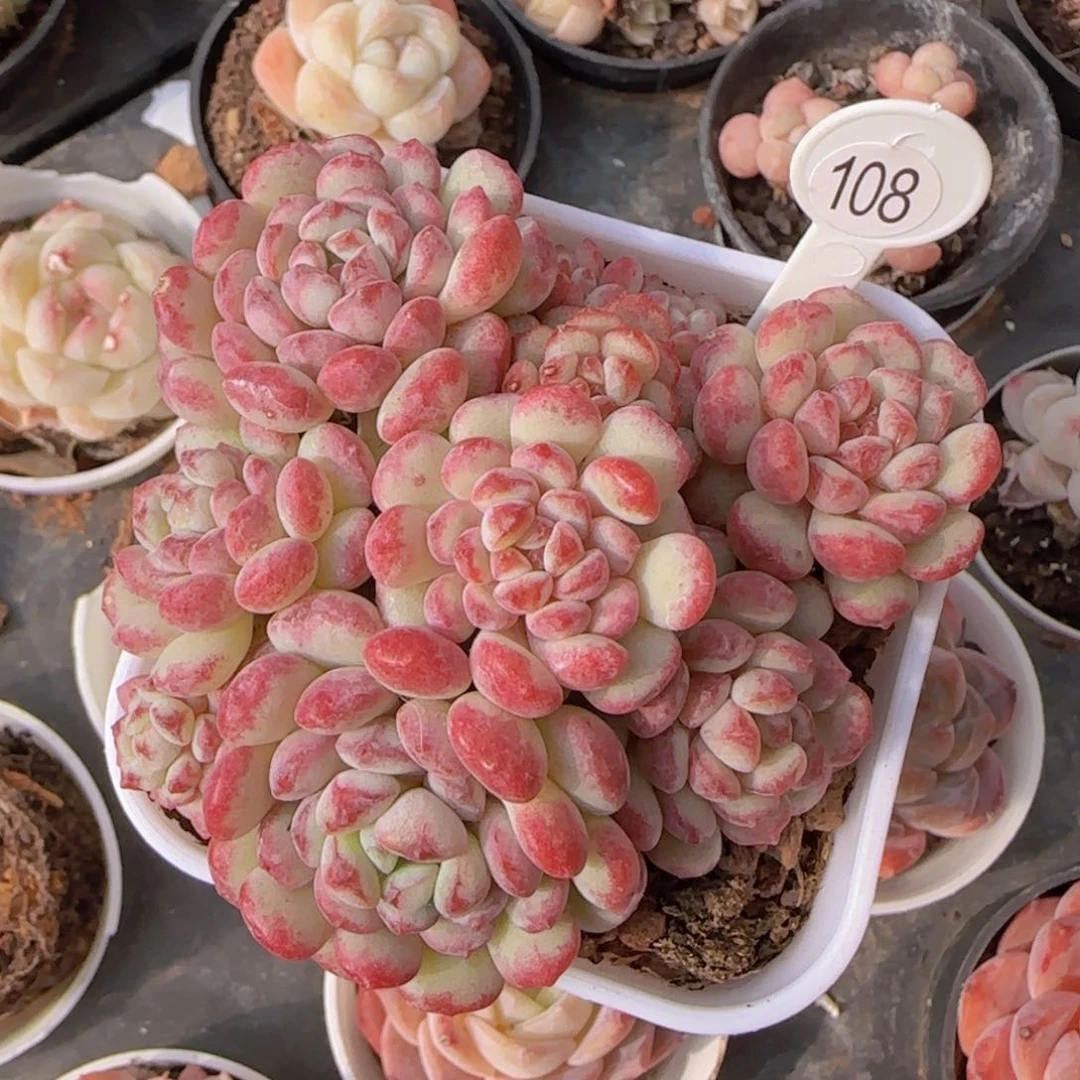 精控萌豆一颗群无砍