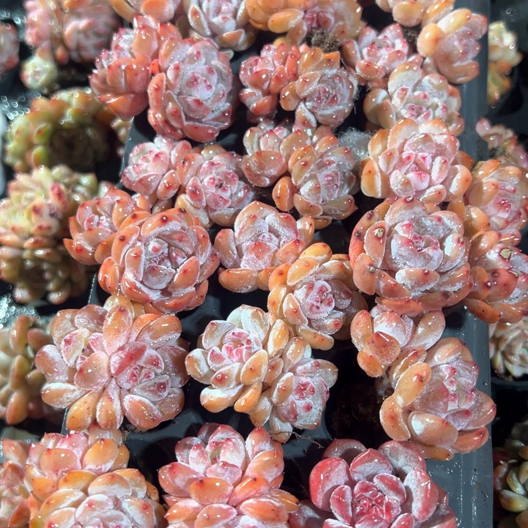 双头石榴子星影到手2颗 大小4cm 量拍多肉满18包邮