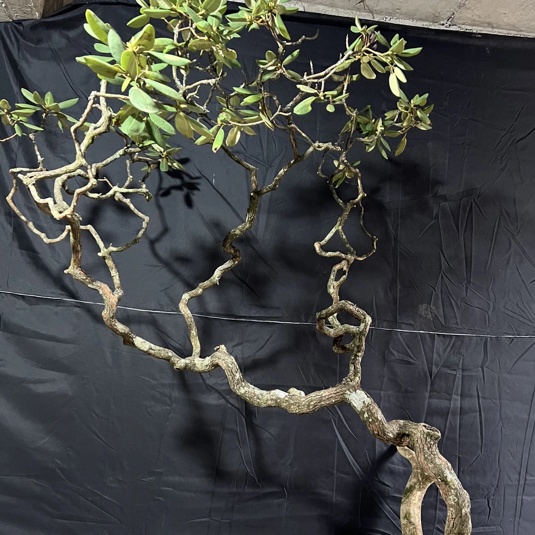 云锦杜鹃花和香水杜鹃花