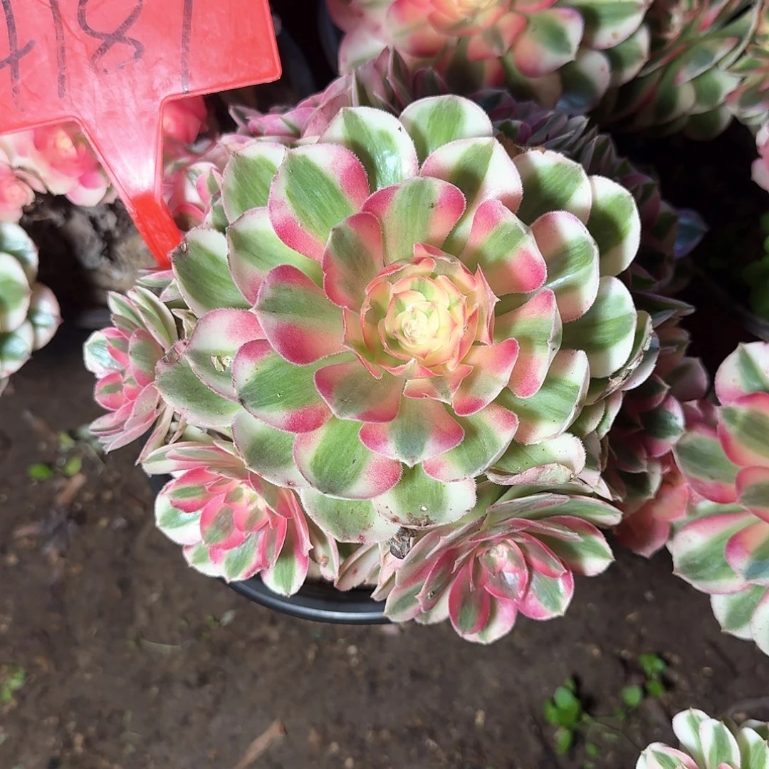 4187倾城多肉法师