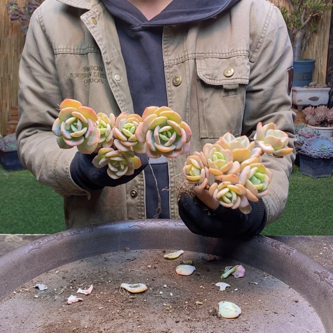 心*181号白月光两颗