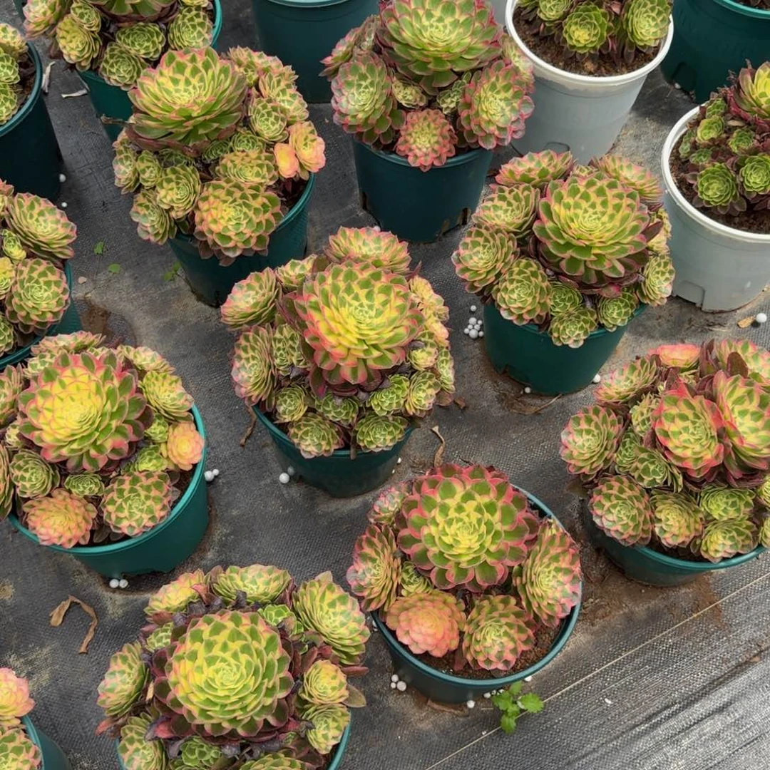 蓝***5多肉植物太阳花锦福袋