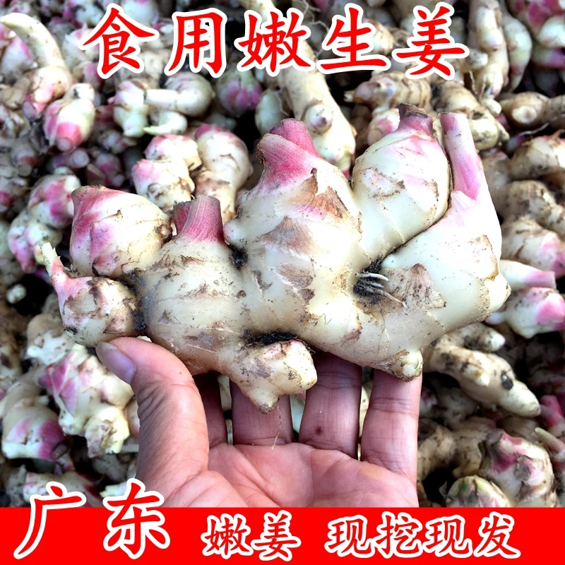 德庆嫩姜新鲜生姜姜芽泡姜嫩姜仔脆嫩农家现挖现发500g包邮