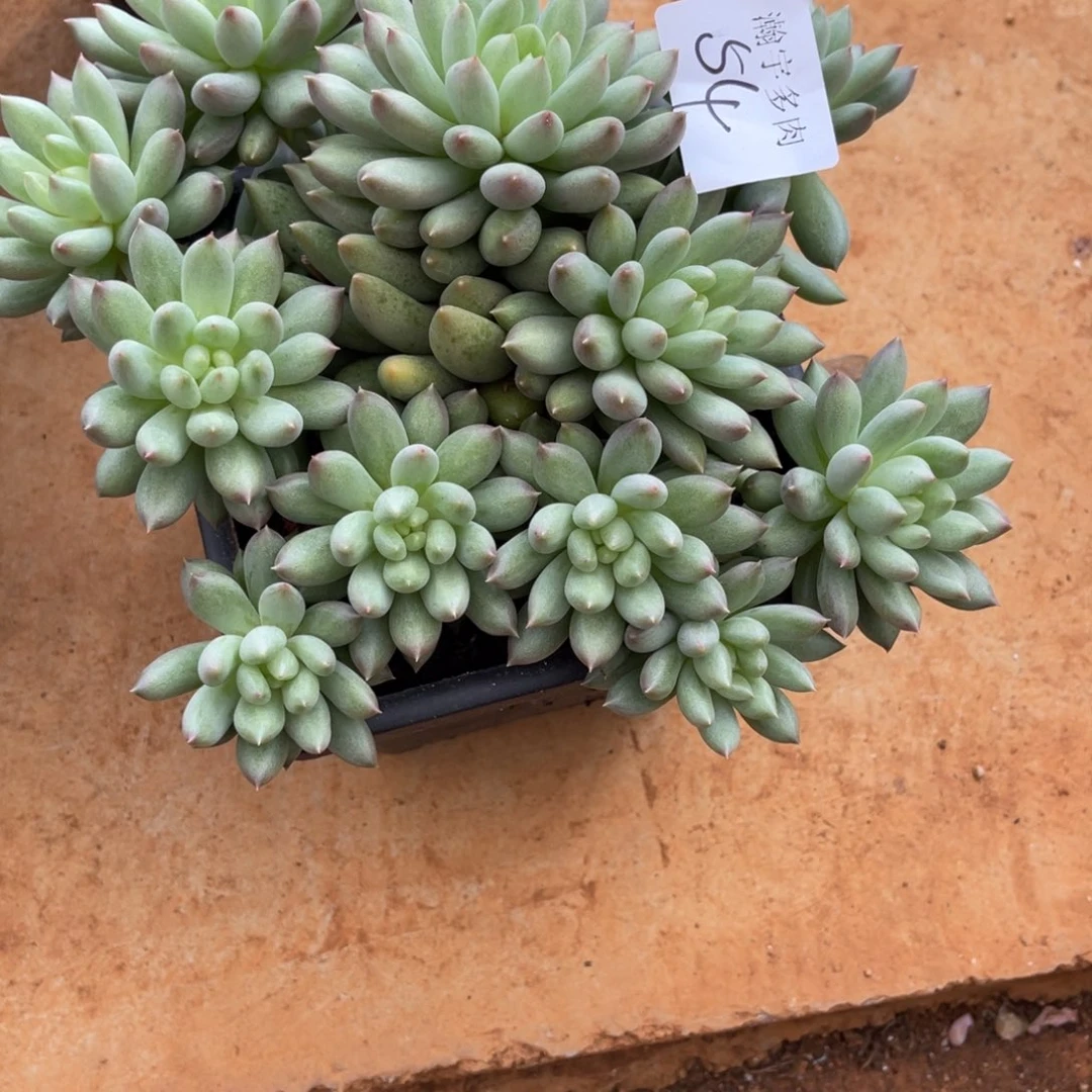 岩自大群多肉植物54号