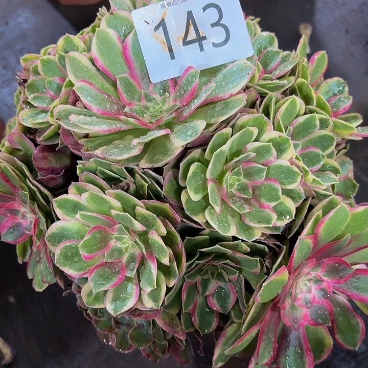 多肉植物福利143个