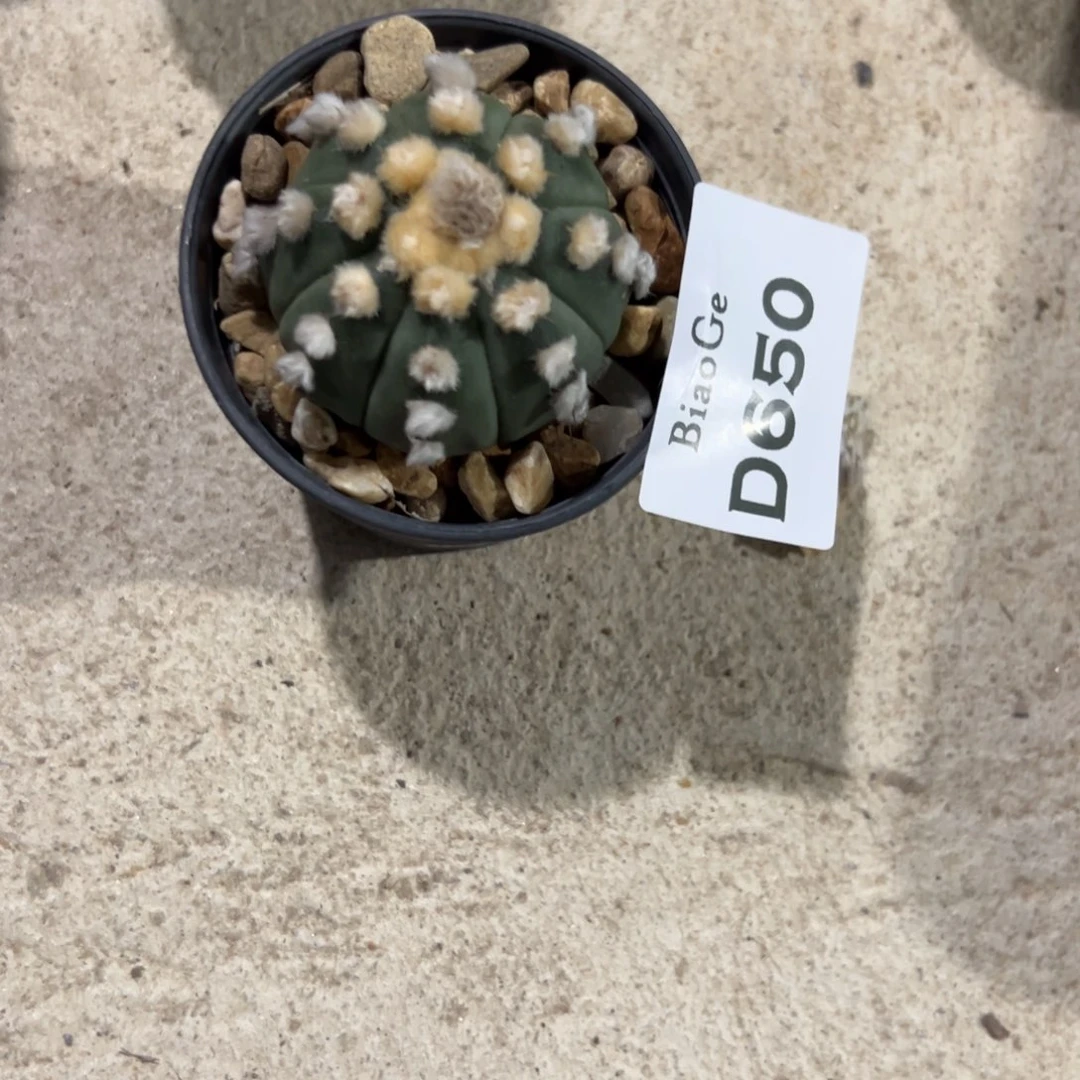 ?****?D650号兜仙人球多肉植物