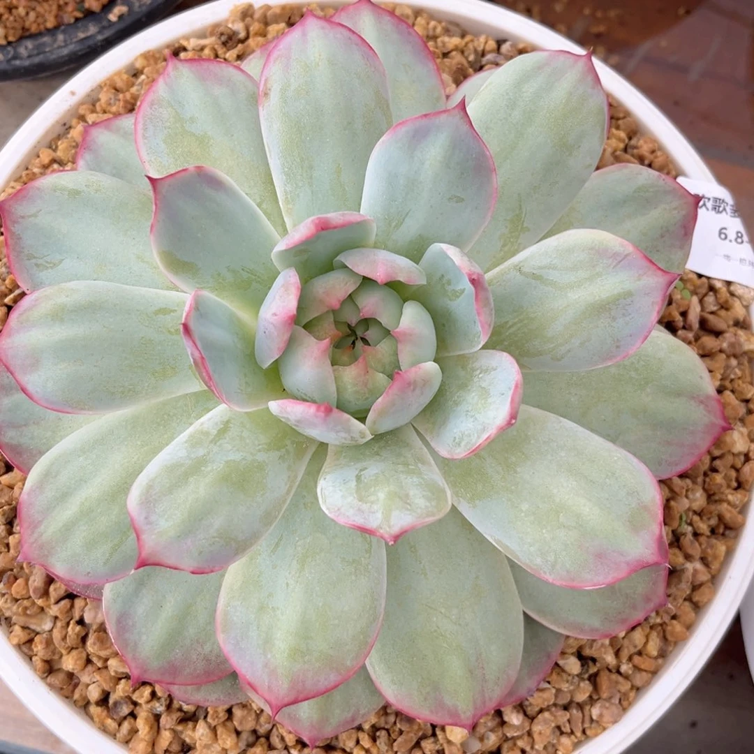 秀****）6.8-1惊鸿111111111