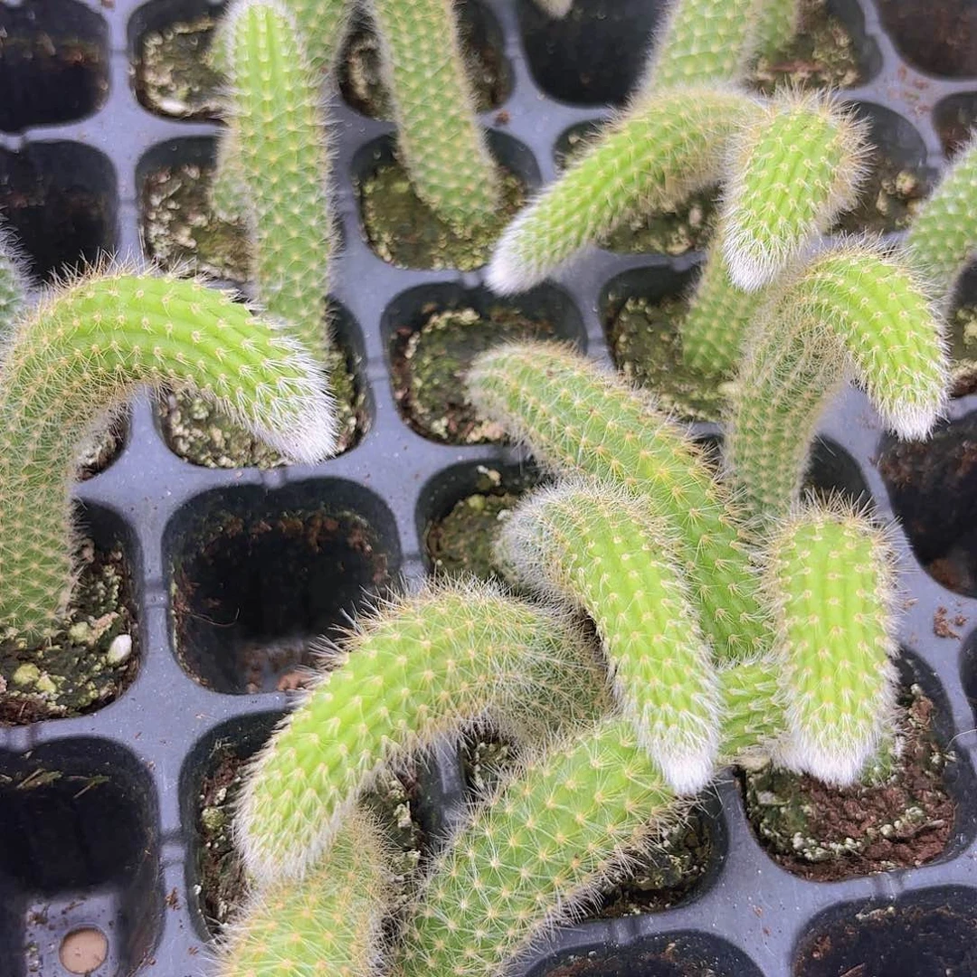 小穴苗九尾狐多肉植物