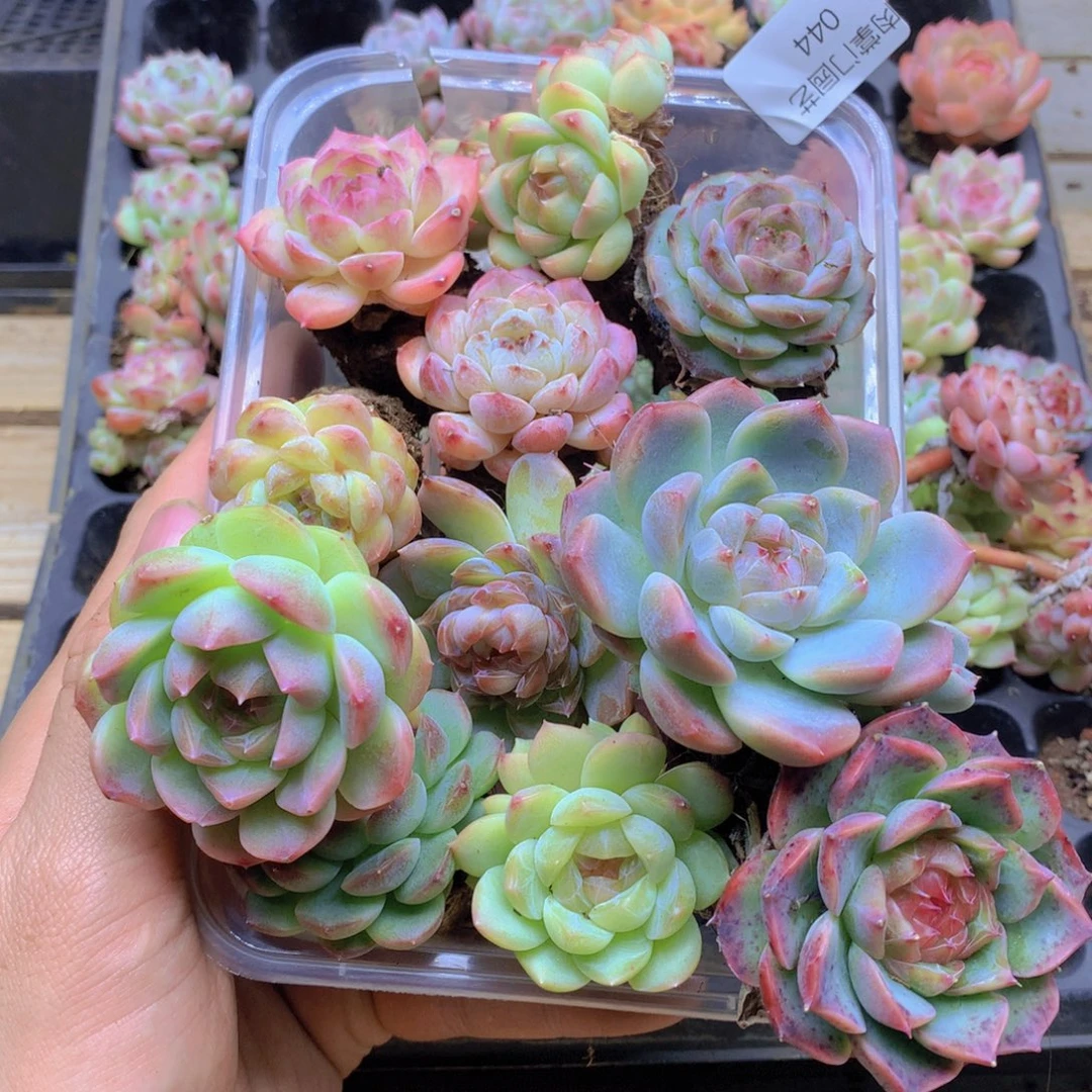 我要去看你了啊我的044