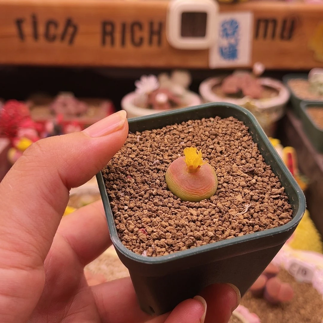 1473.19黄花登登子可带盆土发货