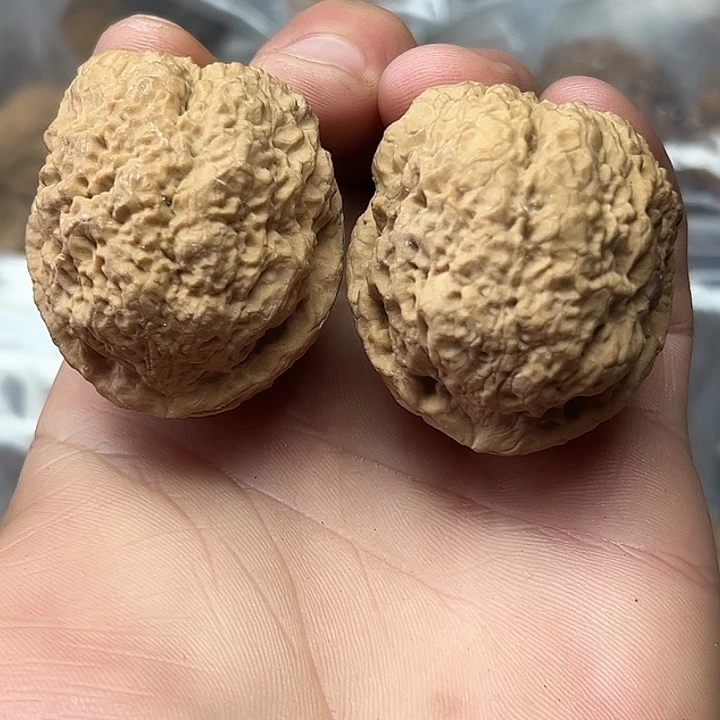 核桃13号蟾祖40尺