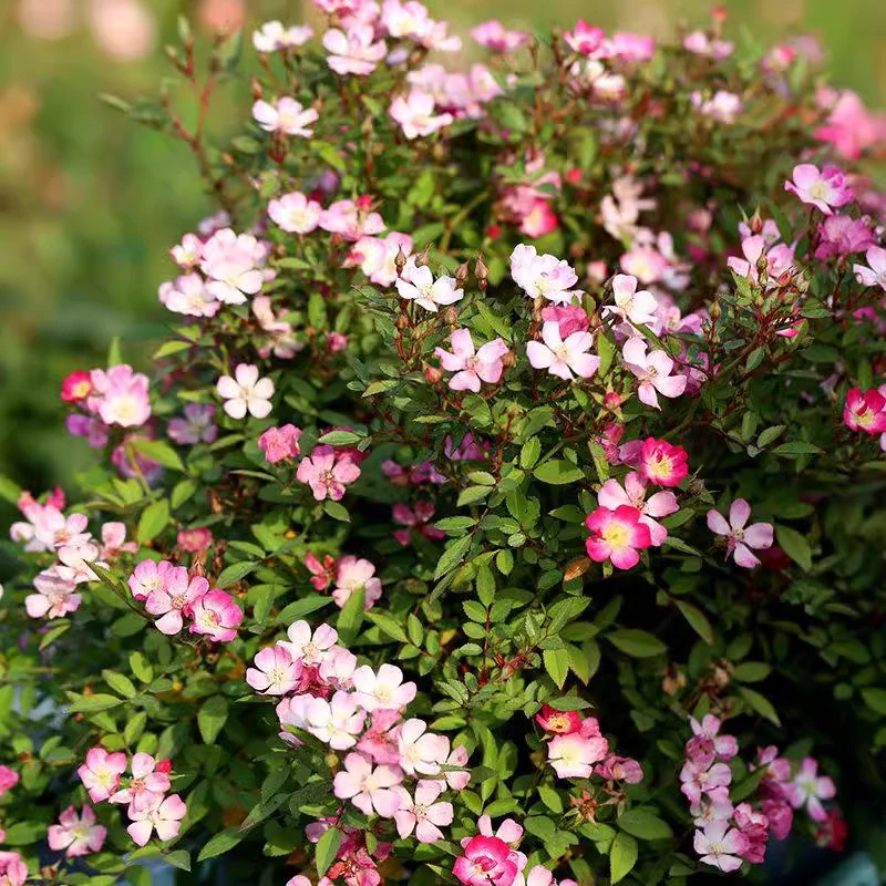 月季 杏花雨 自育月季玫瑰 多季开花耐热微型月季