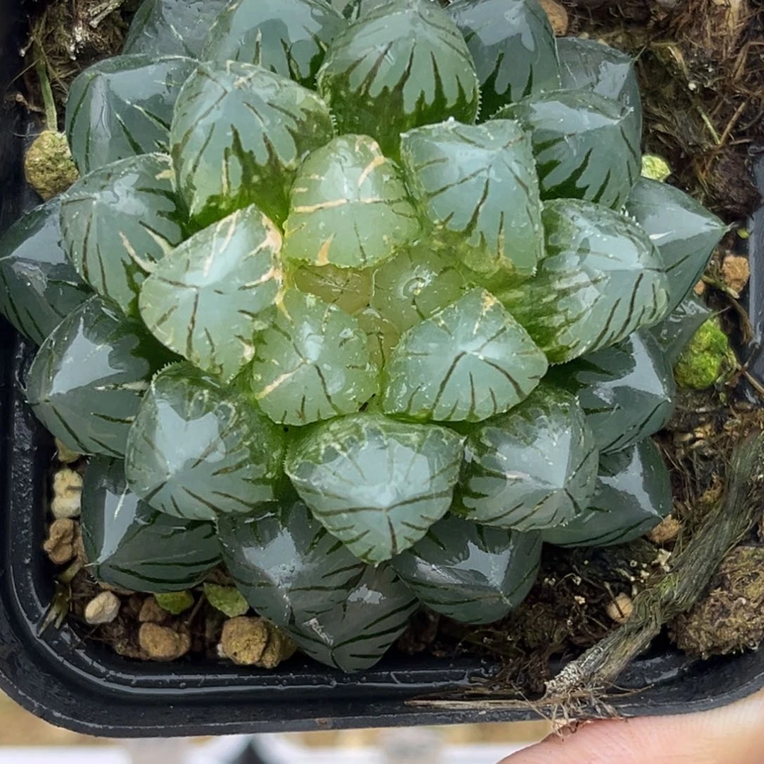 14龙爪玉露锦十二卷多肉