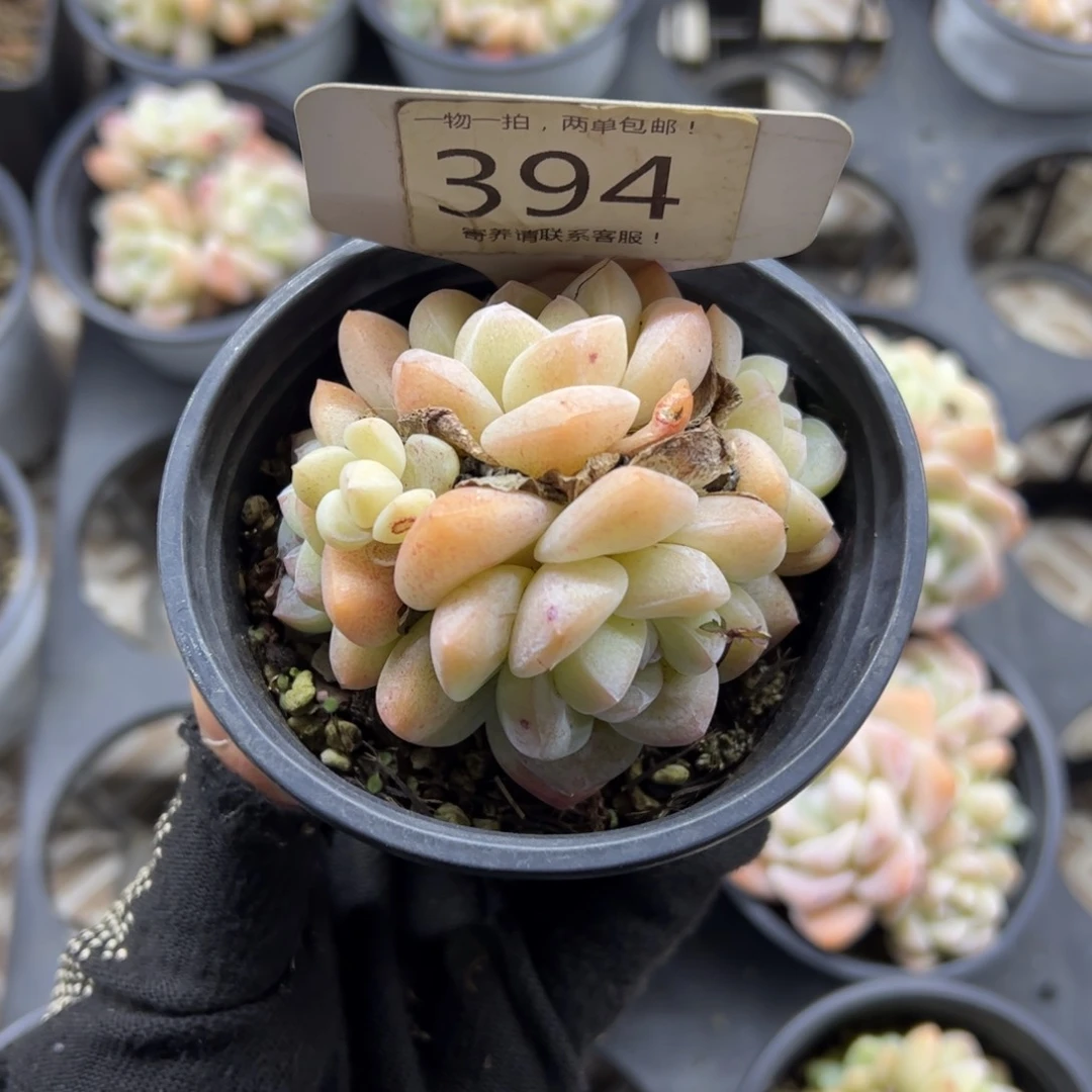 红陶w****394号多肉植物