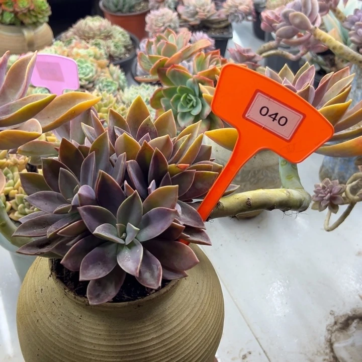 太****通太飞糖多肉植物040