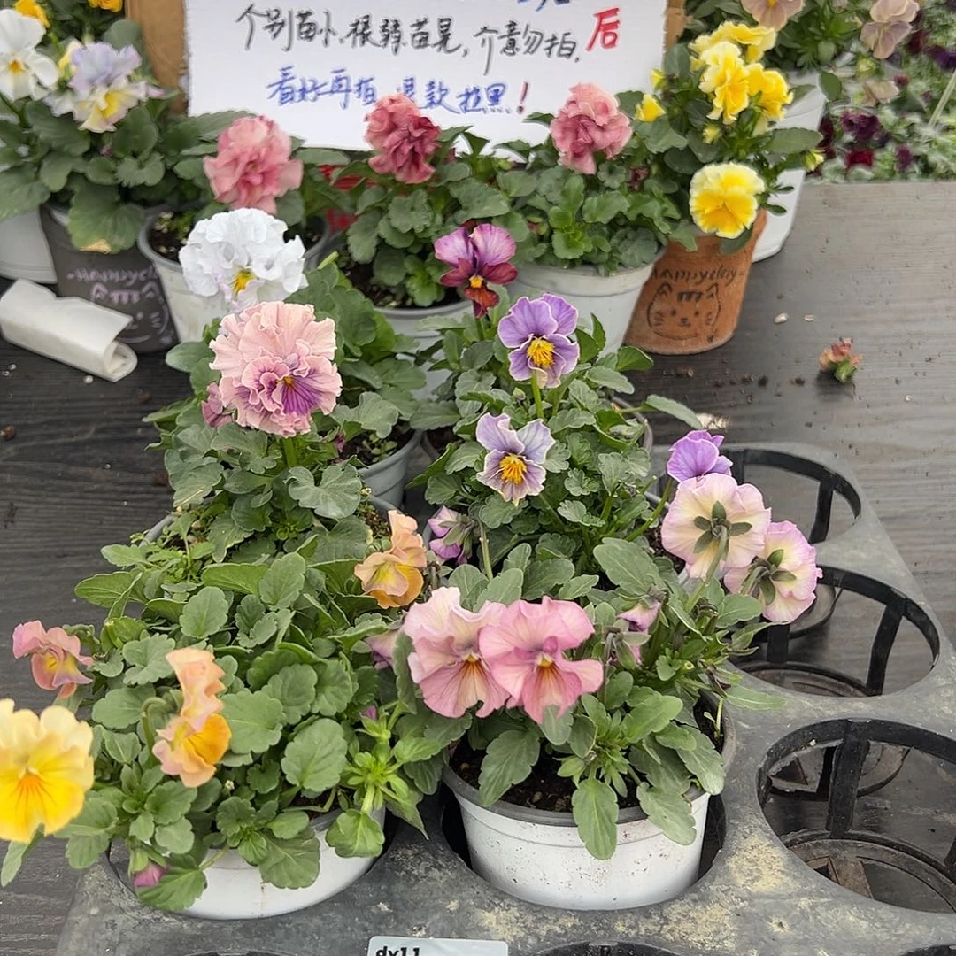 大部分花苞少量开放228号