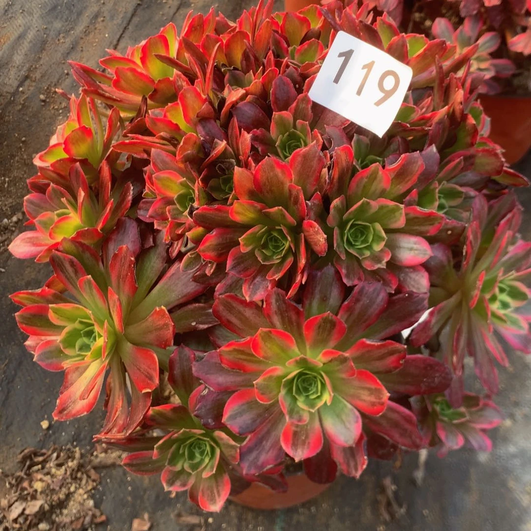 119安娜多肉植物