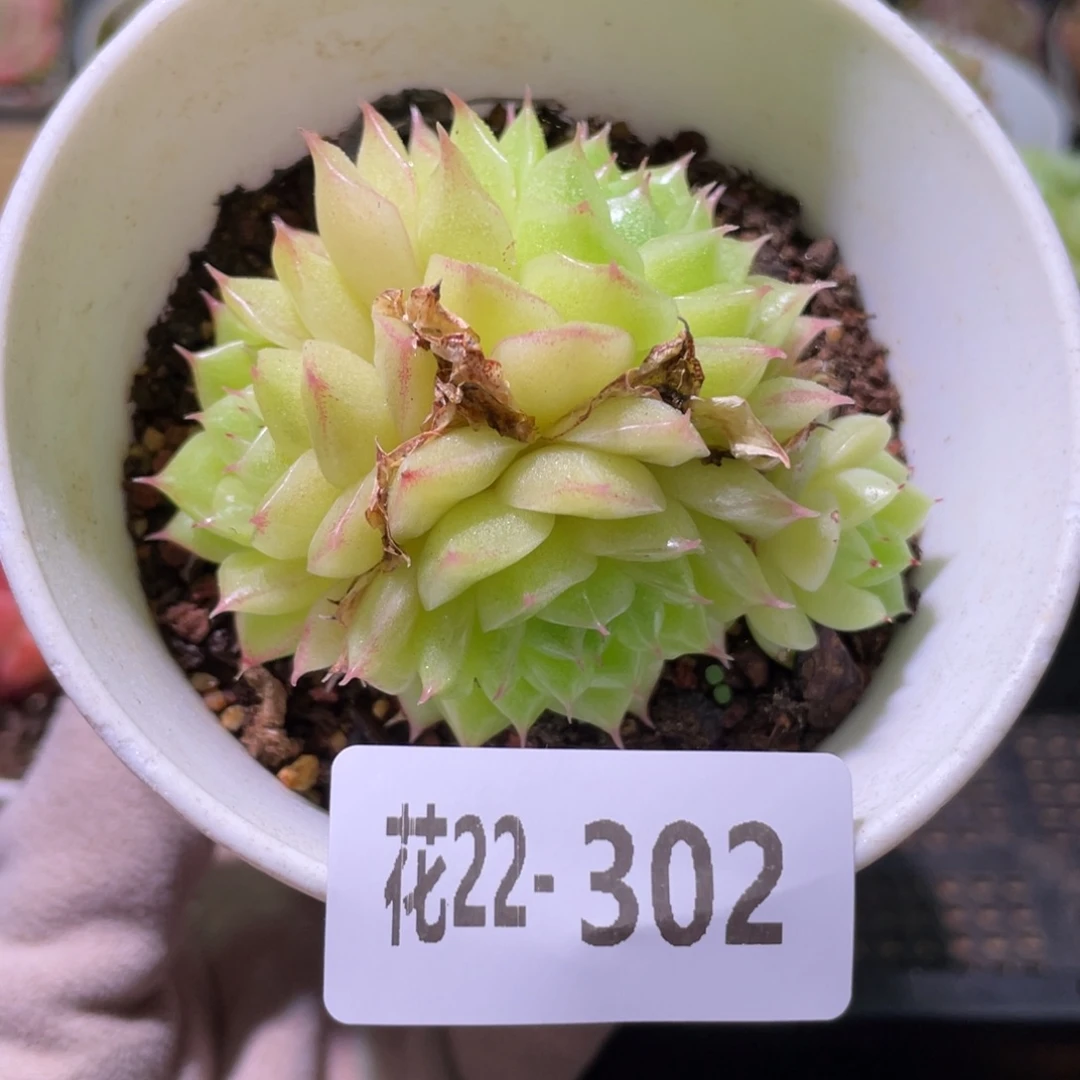 花利美22-302麦秆